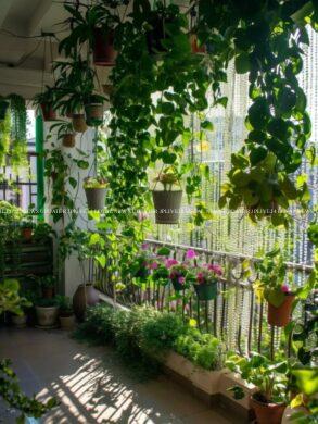 Small garden? 10 plants perfect for small spaces 25 cropped image 2025 06 0b399cd6054e22ac4b82c6127ef0e3bd