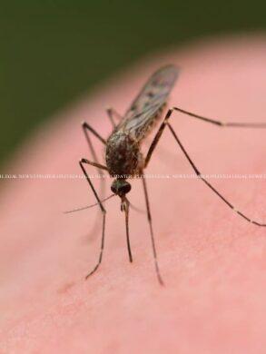 Buzz Off! 10 easy ways to deter mosquitoes in monsoon 25 cropped image 2025 06 dae789907befdec88f8cf43f1c010223