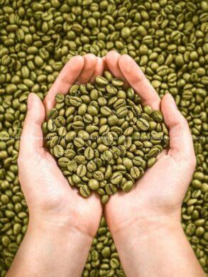 Green Coffee 101: Everything you need to know about this beverage 25 cropped image 2025 07 72e174d34a4a62a6c56357daf3e46827