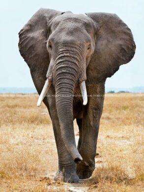 A Natural Genius: 10 smartest animals alive 25 cropped image 2025 08 4b0843f44bae5d5576697927322375f7