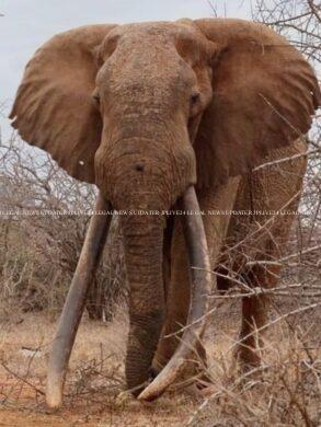 10 animals whose teeth are bigger than you think 25 cropped image 2025 08 59a93491115e414162d2c3f6eaf6bdaf