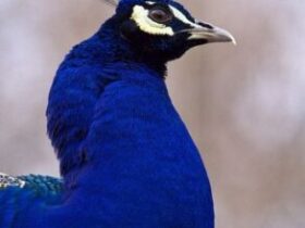 cropped image 2025 08 b4952a3363dce9affe8208f2bf90816b
