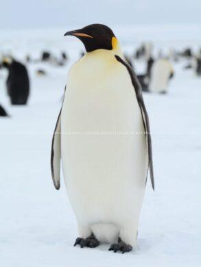 Rare Feeders: 10 most fascinating animals that eat seldomly 25 cropped image 2025 09 aae440aabbbfd334b6a8cbccbb06d603