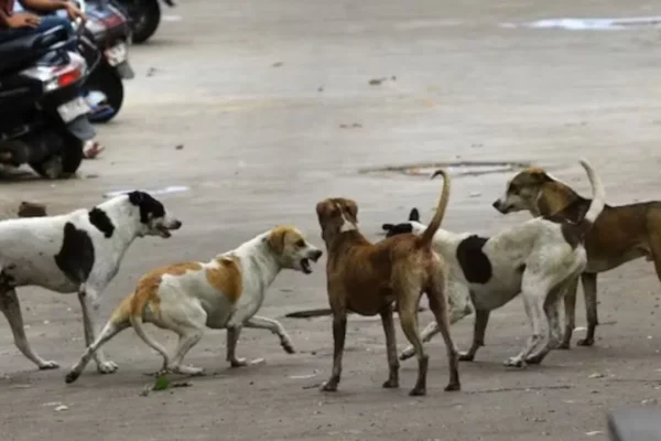 stray-dog-1