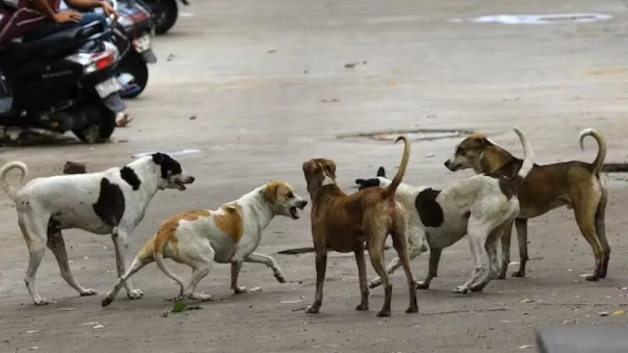 stray-dog-1